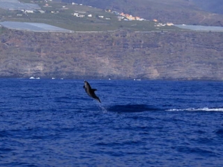 Acrobacias de delfin en el mar